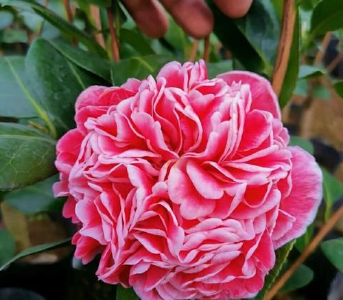 『烂花』已经开花的茶花盆栽喷水后花苞枯萎,黄叶烂花,还有救的可能吗?