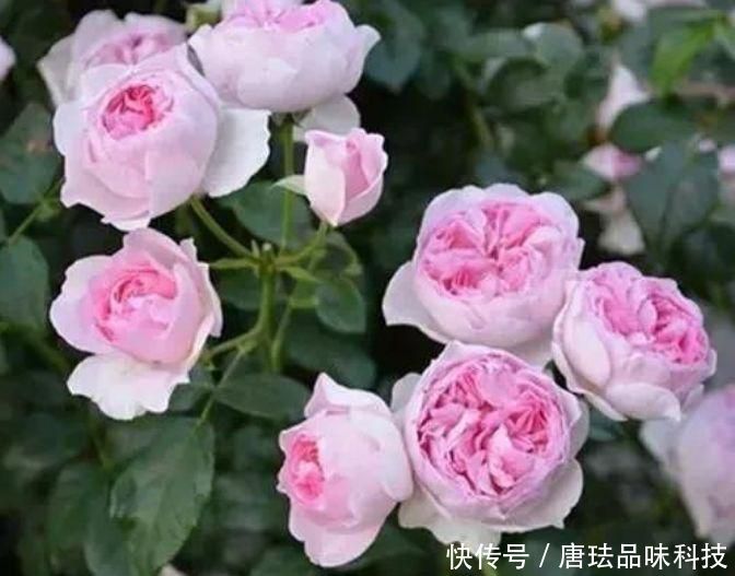 『家里』家里养上“5种花”,开花一簇簇,繁花似锦,直接变成“小花园”