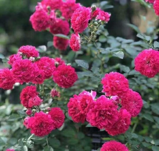  「开出」家里有小院，这几款花耐旱又好养，花朵柔美高雅，一次开爆成花海