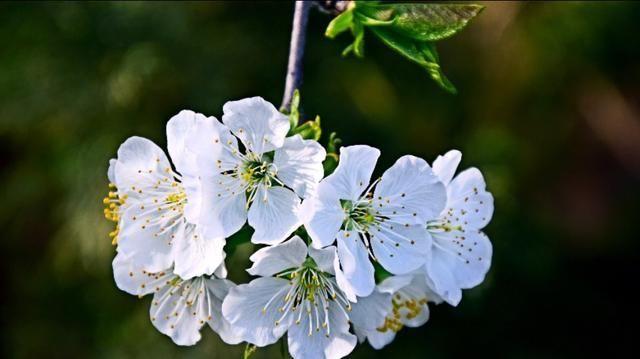 这里的樱花开放时，浓了春天，醉了游人！