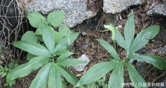 稀少■叶片稀少的“1种杂草”,被称为“虎掌”,河谷下有不少,奇特!