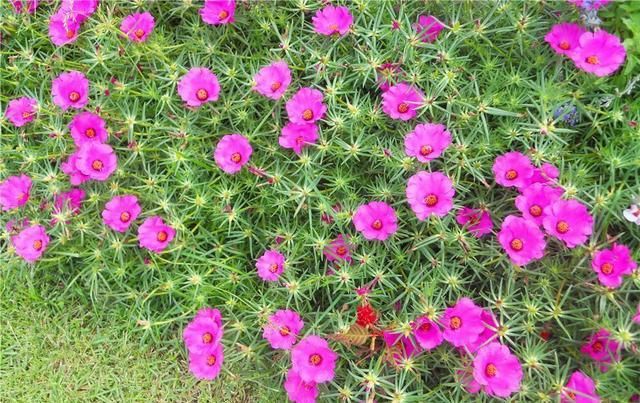  「春天」春天种什么呢？几样草本花卉，个个都是“开花小能手”