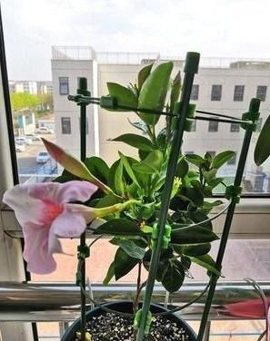  【软肋】飘香藤不开花？3个“软肋”是关键，一个不留神，死活不开花
