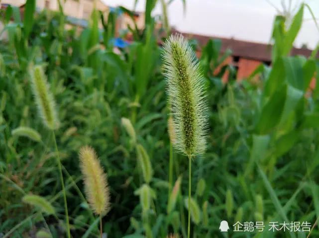 农村一种常见害草，农村娃用来做手链，却少有人知它价值很高