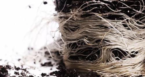  「恢复生长」移栽植物这几点没做好，容易叶黄干枯，赶紧学起来