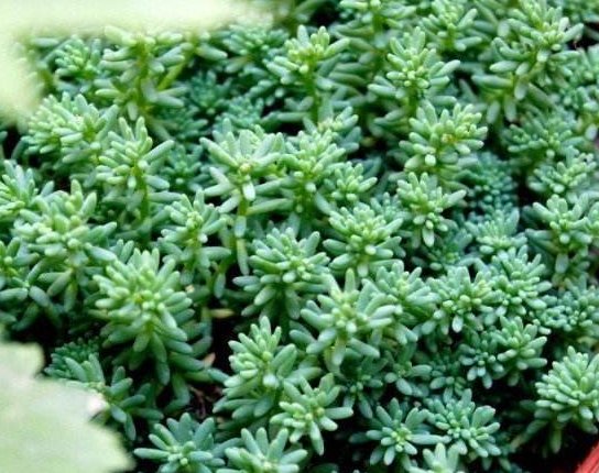 适合:此款植物易爆盆,花形别致,养在阳台成花园,美艳动人,适合新手