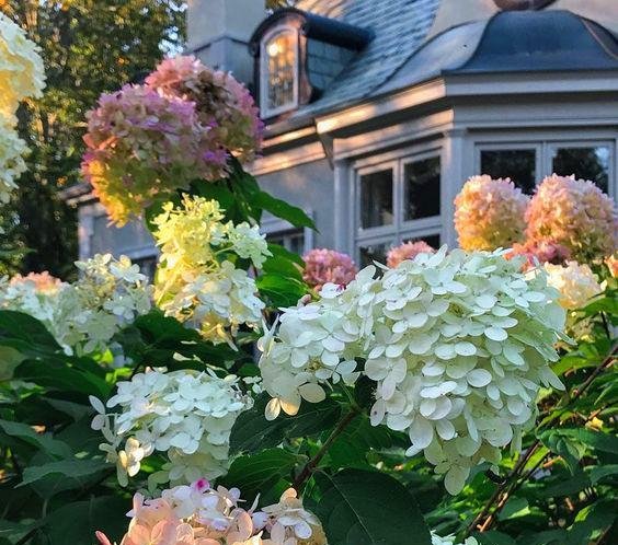 闲时■这些便宜花,最适合阳台养,一年开花200天,闲时天天观花园