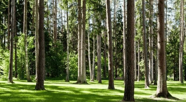  「好处」中国沙漠都变为森林, 对世界真的只有好处吗? 说出来你