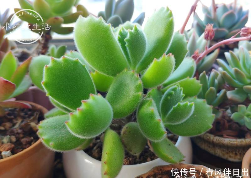总烂|新手养多肉,总烂根?一般逃不过3个原因,浇水仅排最后