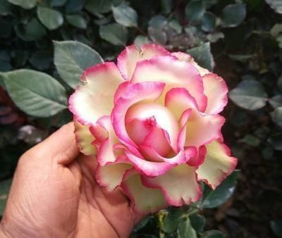 #梦露#这种花,比牡丹漂亮,比绿萝好养,一年四季开不停,比茶花强多了