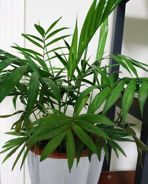  「休息」植物盆栽有讲究，养花都需要注意什么？应该摆放在哪里呢？