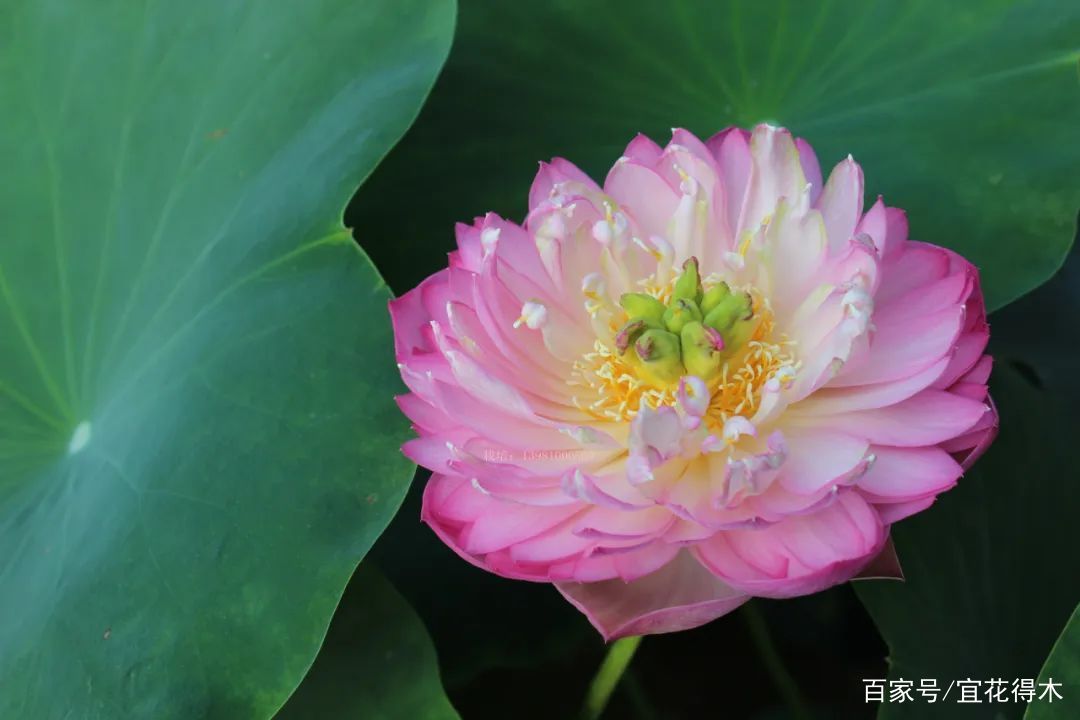  【何在】碗莲为何不开花？原因何在？如何选购和栽培？