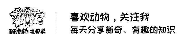 猫科动物:为什么有些猫科动物耳背有白毛这对它们的生活来说相当重要