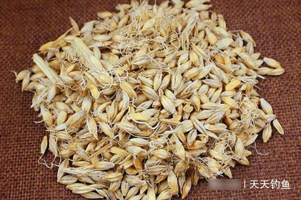  「大麦」几款大麦和紫菜的自制饵料配方，通杀鲫草鲤，野钓大鱼必备！