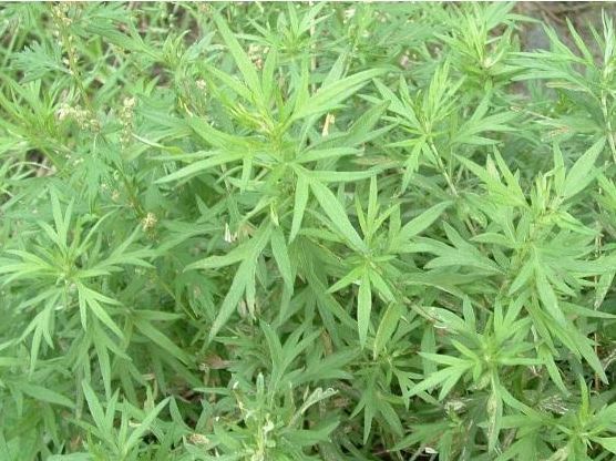  【药草】荒地里一“野草”，农村泛滥成灾，竟是珍贵药草，价值