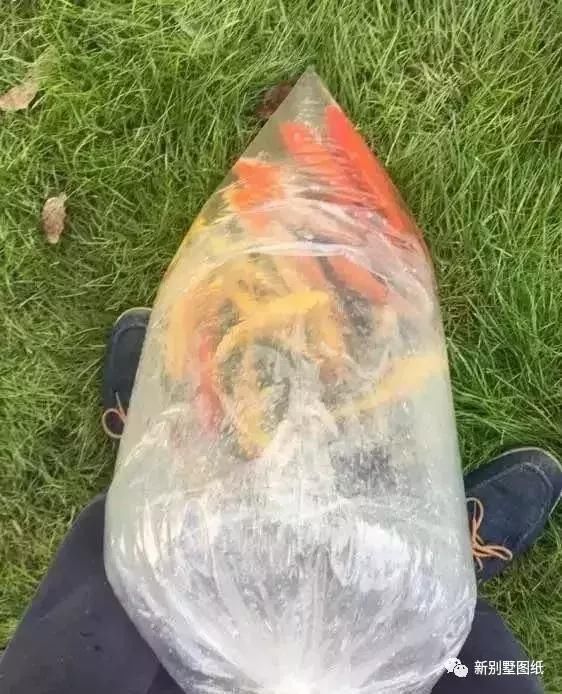 庭院设计|农村大叔手把手教你，一个人挖池塘，小院从此美美的