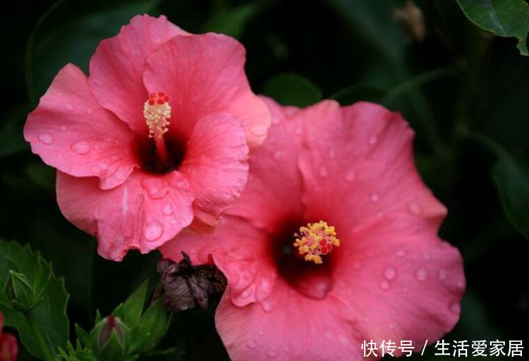  #朱瑾#夏天养花3种花怎么少，花美好养很耐晒，喜光喜水花期长，美爆了