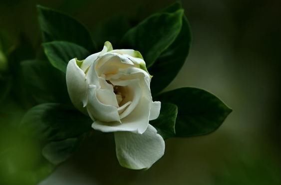  花朵|栀子花一不小心“来一刀”，花芽乱窜、花朵大，花开一盆比一盆多