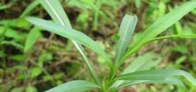  「养花常识」白扦树皮灰褐色，裂成不规则的薄块片脱落。