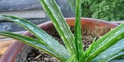  [建议]家养的芦荟可以食用吗？不建议食用，毕竟是植物