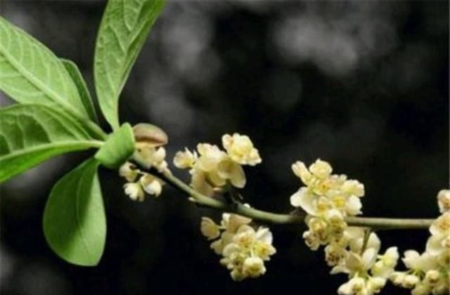  胡椒■山胡椒与木姜子有什么区别？
