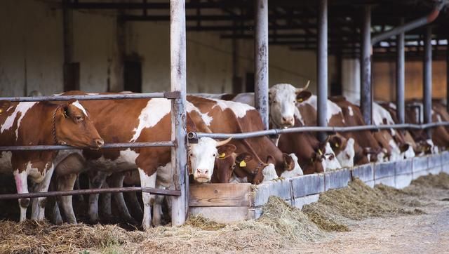  采食量：喂牛时注意5点，新手也能学会养牛