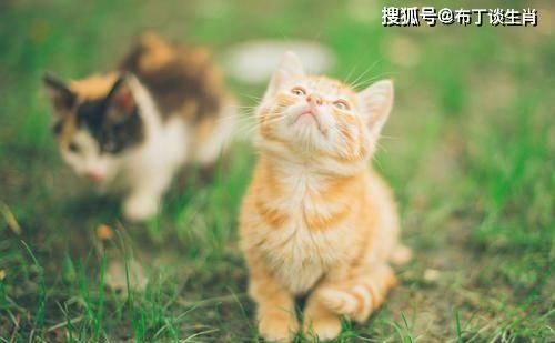  【豆腐心】“刀子嘴豆腐心”的三生肖女，嘴上对丈夫很嫌弃，内心却很爱丈夫