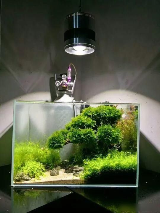  「养草」从养鱼到养草，从雨林缸到水陆缸 | 10年水族之路