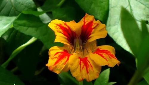 【常见】有一种莲花,不需要水,一年四季都开花,花香色艳,绿化带常见