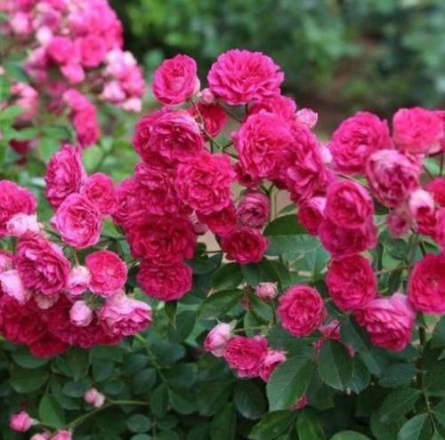  [甜蜜红木香]此花号称'香水之花'，浓而不腻比桂花还好闻，沾土即活花开不断