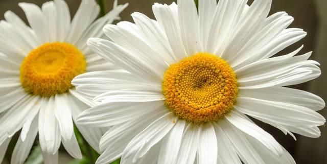  【耐热】适合夏天养的3种花，耐热耐旱又耐晒，花大色艳很漂亮，美极了