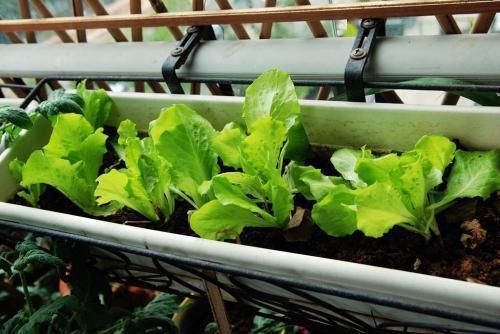 【选择】阳台种菜选择多,这5种最好养,味道鲜美上桌快