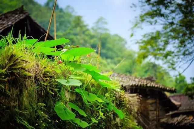 它只是雅安的一个县，却几乎包揽了川西美景!离德阳仅4小时!