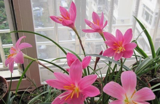 『越多越好』最不怕淋雨的三种花,淋的雨越多越好,能让枝叶疯长,花朵旺盛