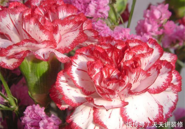  『芳香』想让阳台芳香馥郁“招蜂引蝶”，种上5种芳香花草，夏季也能开花