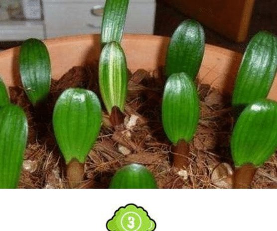  『植物』清明后你“扦插”了吗3种生命力极强的花，只需要插个枝就能活！