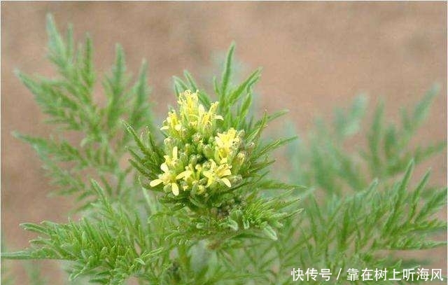 农村地里这个草，别把它当杂草，如今是珍贵野菜