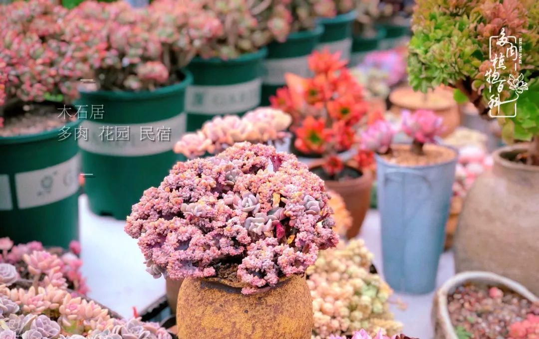  『植物』八种号称“养不死”的多肉,你养了几种?