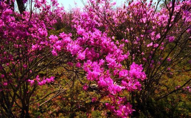 「东北」此花是东北特有的花卉,是一个民族精神的骄傲,是西施花