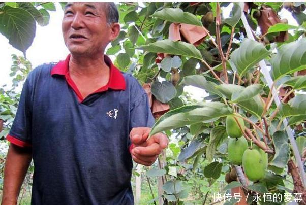  「我国」我国最新兴的果树，比蜂 蜜甜25倍，插土里就活，来年扁