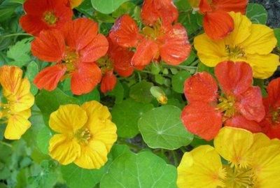  心爱：喜欢在家中养护心爱的花花，就可以选花枝招展，花色绚丽的3种花