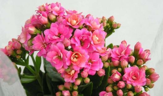 #不妨#新手不会养花？不妨养5款“入门花”，年年开花不断，花色多又艳