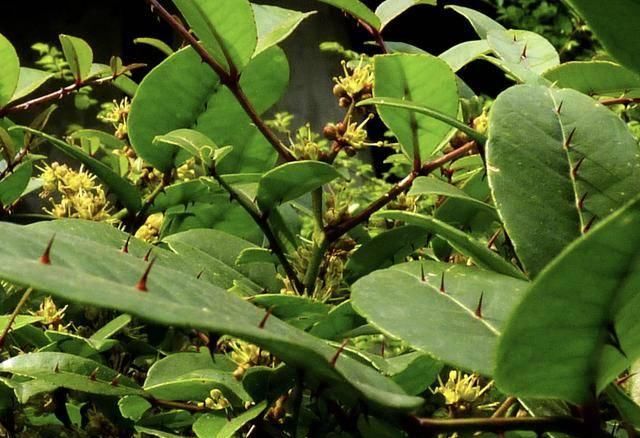  『杂草』很好辨认的1种“杂草”，被称为“两面针”，植株有价值，请珍惜