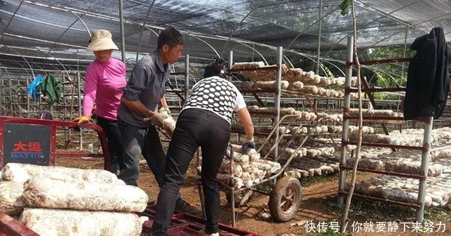 农村有了这个营生，年盈利几百万， 农民再也不要出去打工了