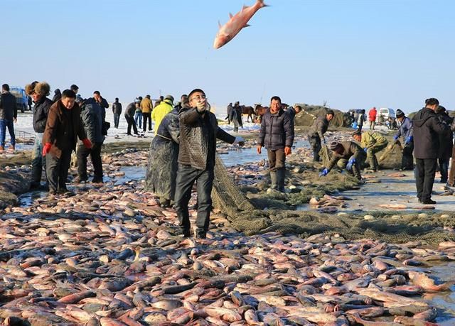 爱吃鱼的小伙伴看这里！东北人民的鱼上桌了！查干湖冬捕正式开始