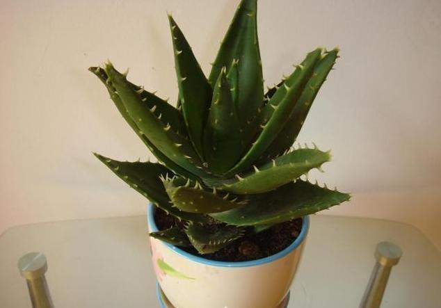 芦荟生长|家种芦荟想要长得好!这几个知识点要记牢