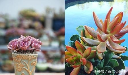 『浇水』多肉植物怎么养才不会烂根 浇水的间隔时间与量是关键
