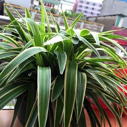  植物■兰花和吊兰,为什么叶子总长黄尖?
