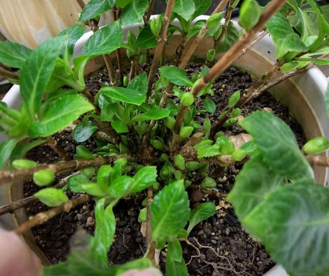  『剪掉』好气人，有花友嫌弃绣球花长新芽多，太一厢情愿，不顾绣球花感受