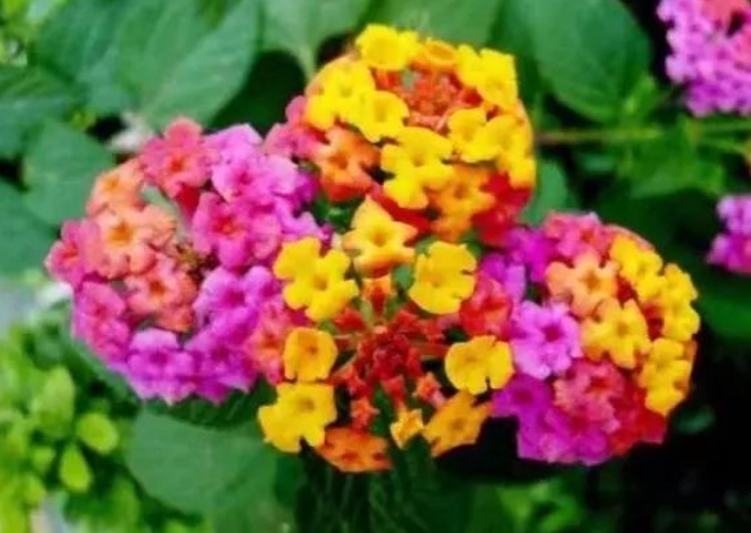 家中|五色梅,一花开多色,一年四季开不断,养在家中太棒了!